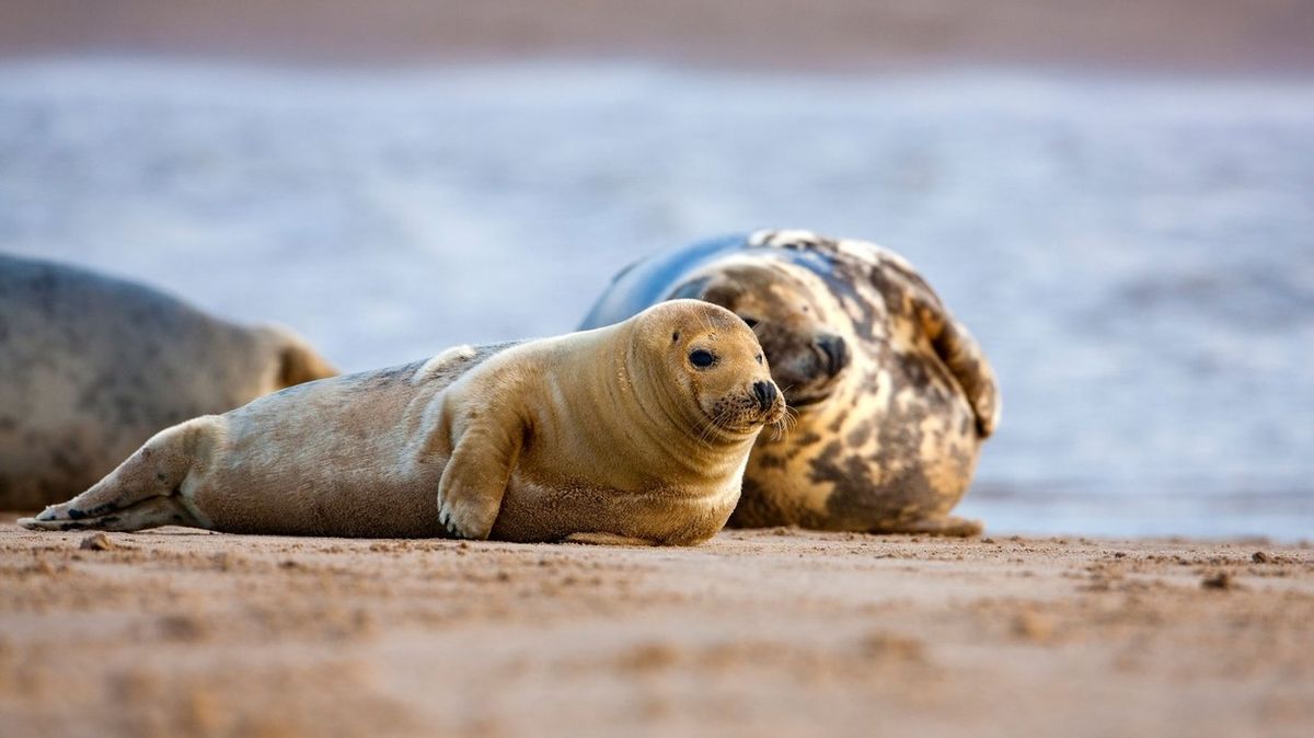 Turisté v Británii obtěžují tuleně na plážích, zlobí se ochránci zvířat